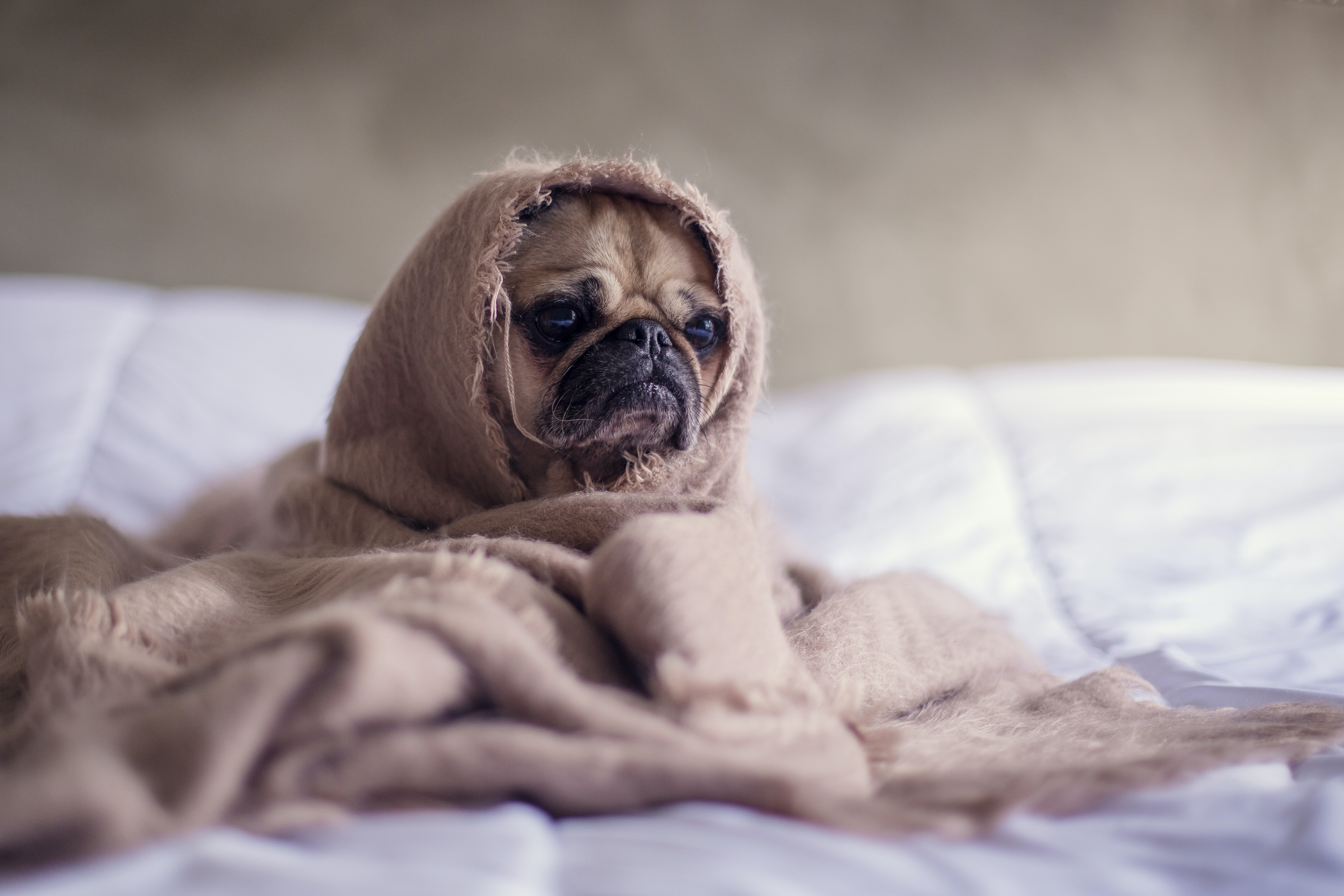Sad looking cute pug wrapped in a blanket on a bed