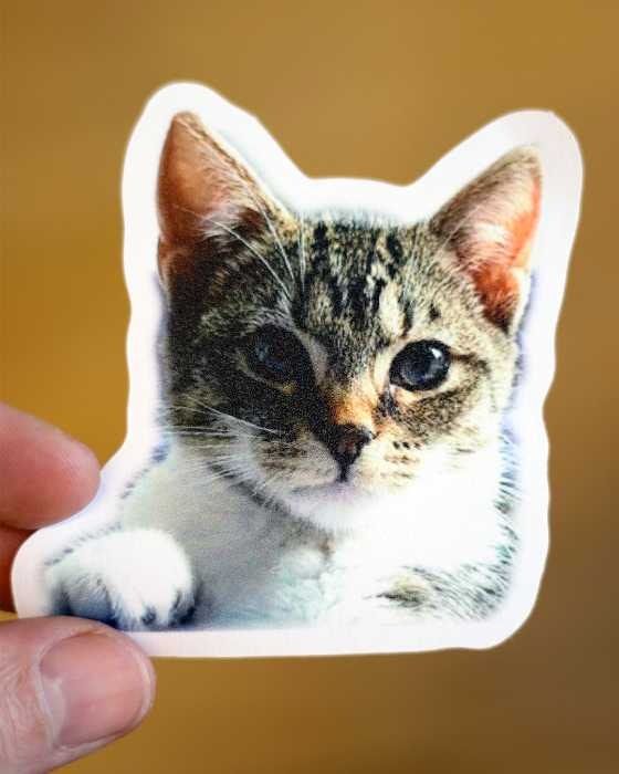 Die cut sticker of a cat printed on biodegradable paper